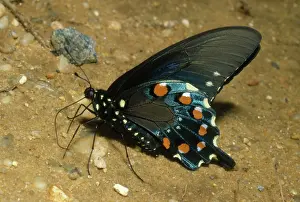 Moisture: Pipevine Swallowtail