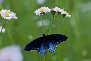 Smoky: Pipevine Swallowtail