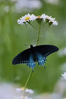 Smoky: Pipevine Swallowtail