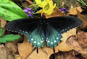 Papilionidae: Pipevine Swallowtail