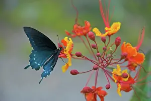 Pollinating: Pipevine Swallowtail Butterfly