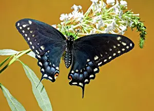 Papilionidae: Pipevine Swallowtail Butterfly