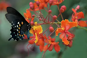 Pollinating: Pipevine Swallowtail Butterfly