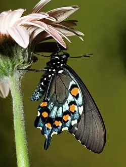 Antennae: Pipevine Swallowtail Butterfly