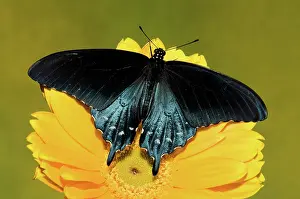 Antennae: Pipevine Swallowtail Butterfly