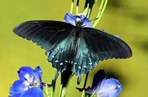 Antennae: Pipevine Swallowtail Butterfly