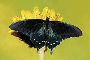 Antennae: Pipevine Swallowtail Butterfly