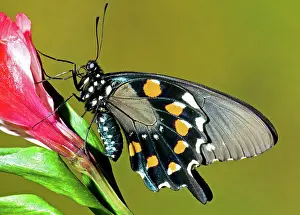 Striking: Pipevine Swallowtail Butterfly