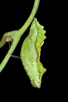 Philenor: Pipevine swallowtail chrysalis