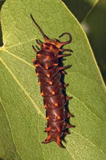 Larvae: Pipevine Swallowtail larva