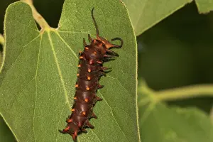 Larvae: Pipevine Swallowtail larva