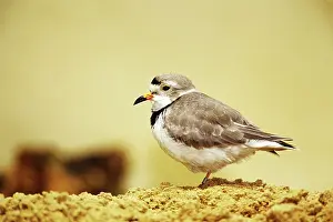 Plovers: Piping Plover