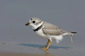 Piping: Piping Plover (Charadrius melodus)