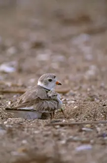 Piping: Piping Plover with Chick