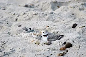 Plovers: Piping Plover and Chick