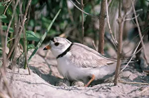 Plovers: Piping Plover on Nest