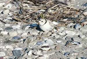 Piping: Piping Plover- nest with eggs