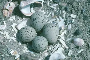 Piping: Piping Plover Nest with Eggs