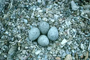 Dakota: Piping Plover Nest with Eggs