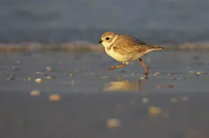 Piping: Piping Plover - running across mudflats