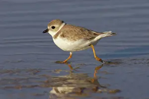 Piping: Piping Plover - running across mudflats