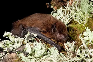 Pipistrelle: Pipistrelle Bat
