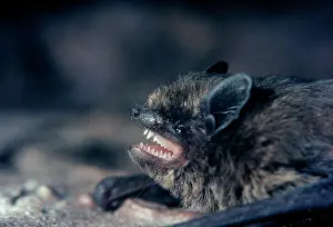 Pipistrelle: PIPISTRELLE BAT