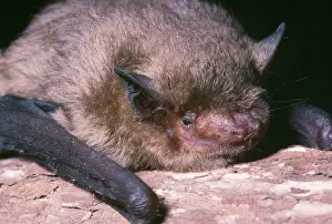 Bats: Pipistrelle Bat