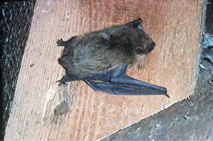 Bats: PIPISTRELLE BAT - clinging to wall