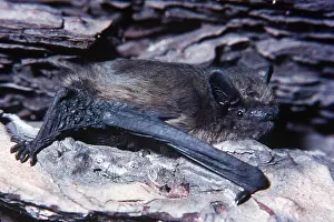 Bats: PIPISTRELLE BAT - clinging to wood