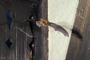 Pipistrelle: Pipistrelle Bat - in flight
