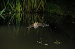 Pipistrelle: Pipistrelle Bat - in flight above a forest pond