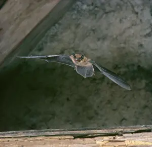 Pipistrelle: Pipistrelle BAT - in flight in rooftop loft
