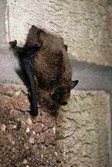Pipistrelle: PIPISTRELLE BAT - HANGING