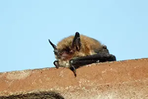 Pipistrelle: Pipistrelle Bat - on house roof edge, during daytime