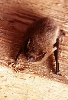 Bats: Pipistrelle BAT- on wood beam