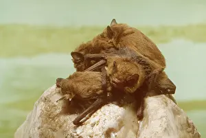 Pipistrelle: PIPISTRELLE BATS - group clinging to rock
