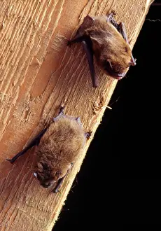 Pipistrelle: PIPISTRELLE BATS - x two on wood