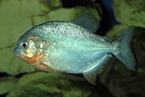 Piranha: Piranha