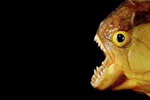 Piranha: Piranha