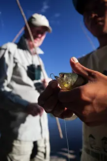 Piranha: piranha