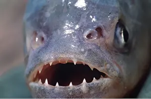 Jaws: PIRANHA - close up of face