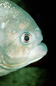 Piranha: PIRANHA - CLOSE-UP OF HEAD