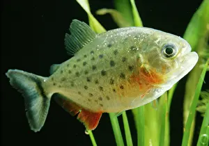 Piranha: PIRANHA FISH