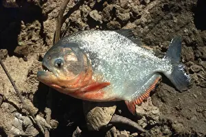 Piranha: PIRANHA FISH