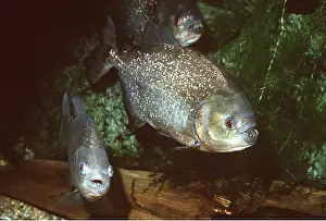 Piranha: PIRANHA FISH