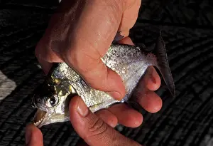 Piranha: Piranha - In a fisherman's hands showing the teeth