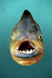 Nattereri: PIRANHA - Red-Bellied Piranha, showing teeth and mouth