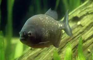 Nattereri: PIRANHA - UNDERWATER