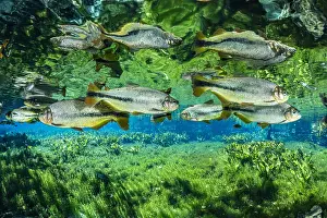 Characiformes: Piraputanga, (Brycon hilarii), reflecting on the